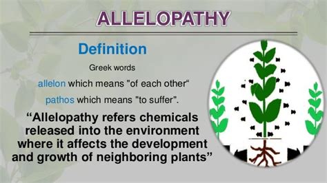 allelopathy pronunciation|allelopathic definition.